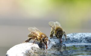 Bienen beim Trinken