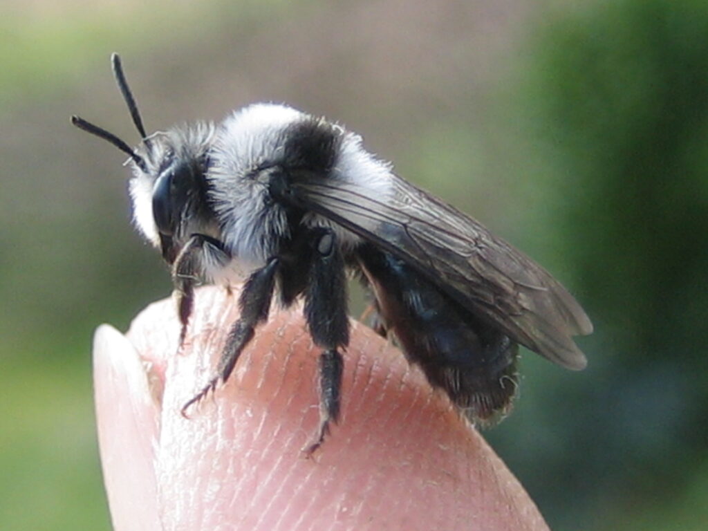 Wildbiene auf Finger
