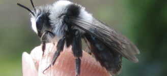 Wildbiene auf Finger