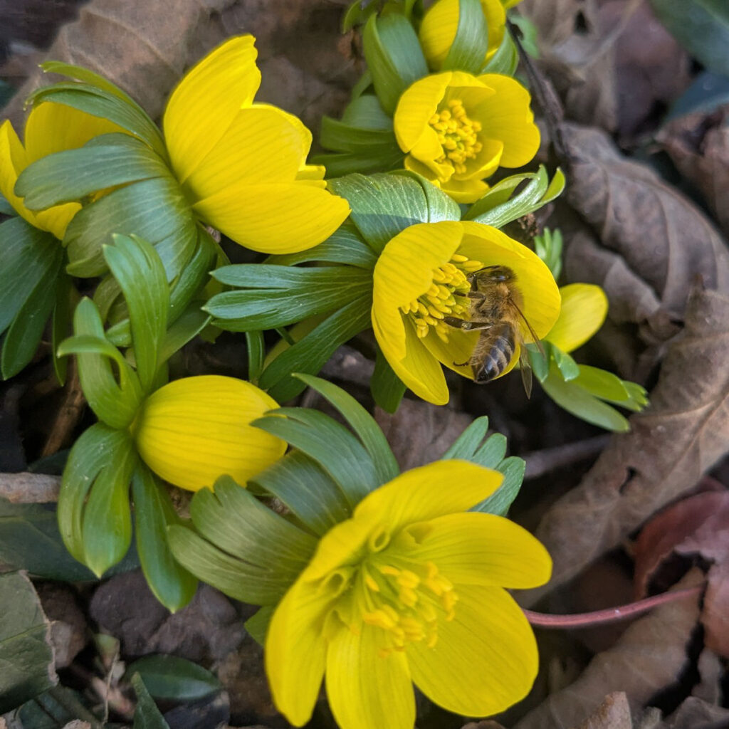 Biene auf Winterling