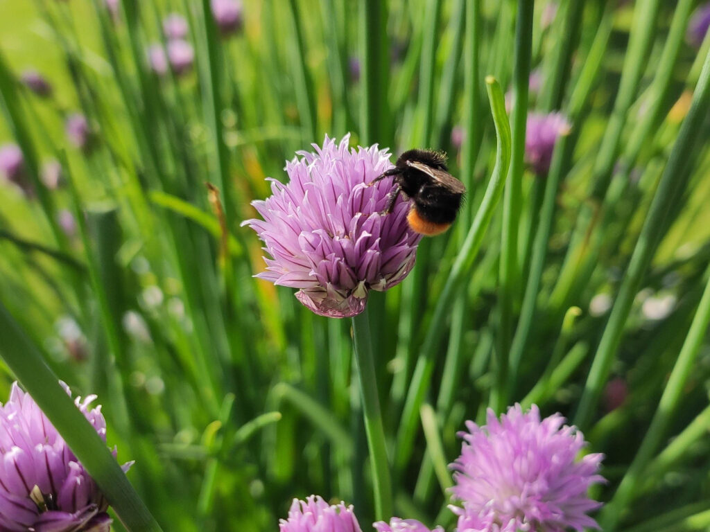 Hummel auf Schnittlauchblüte