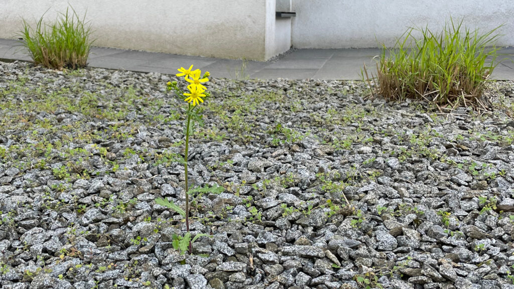 Blume im Schottergarten