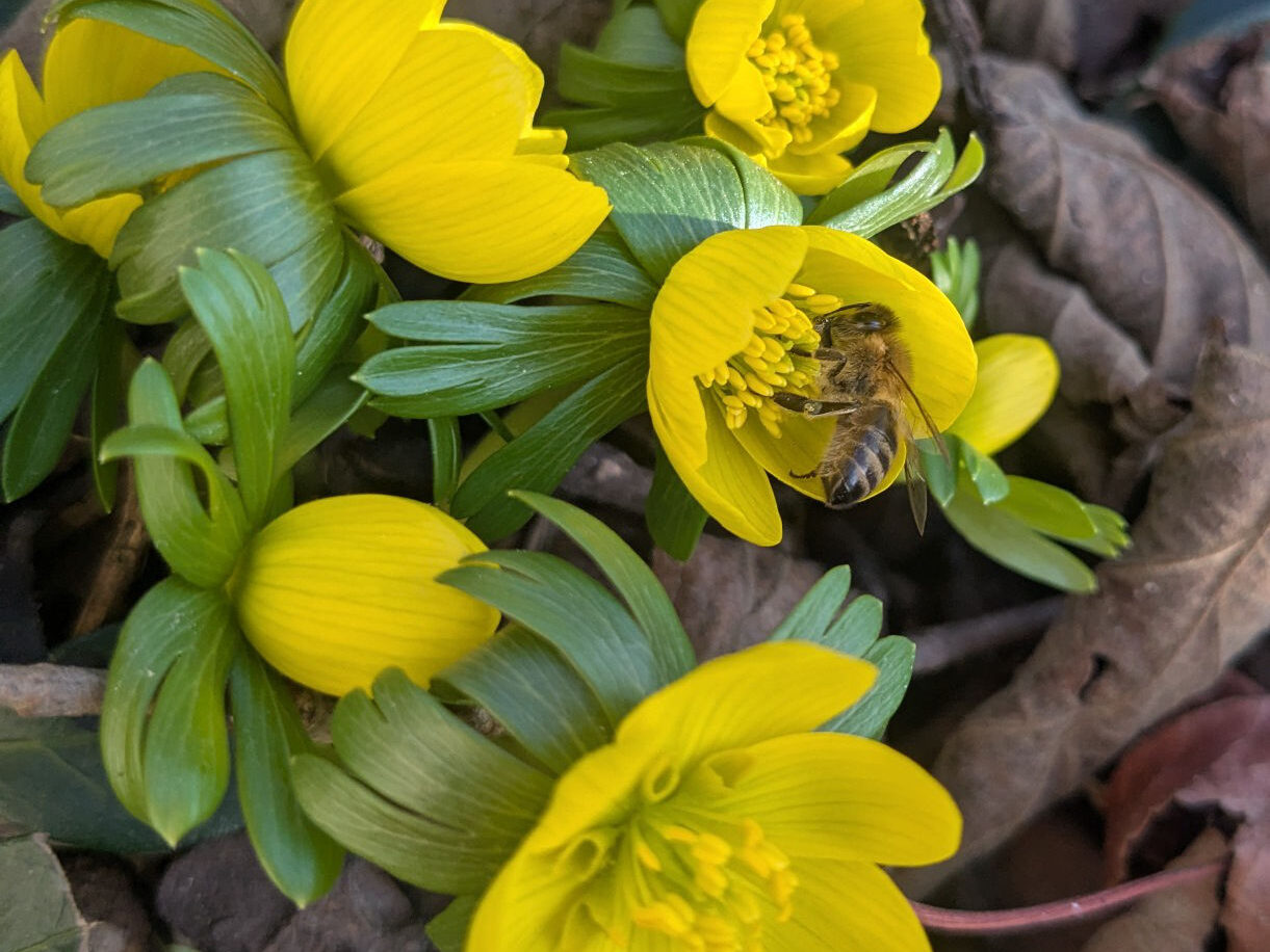 Biene auf Winterling