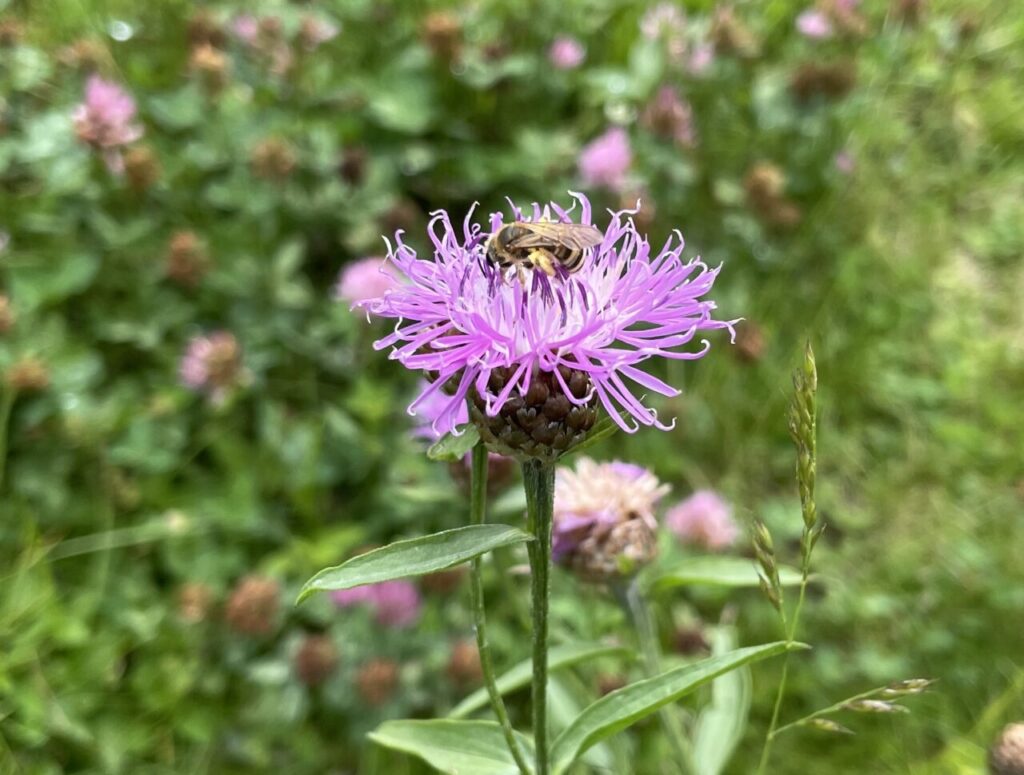 Biene auf Wiesenflockenblume