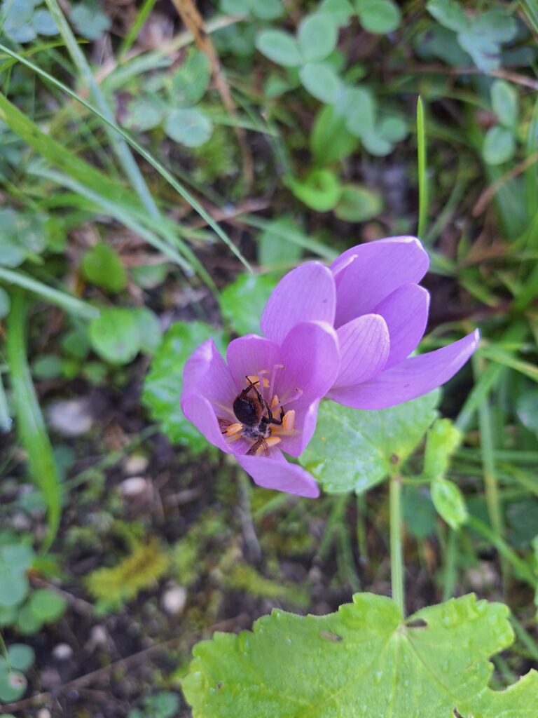 Eine schlafende Wildbiene in einer Blüte