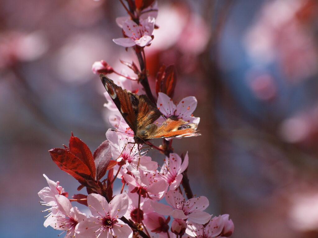 Schmetterling auf Blutpflaume