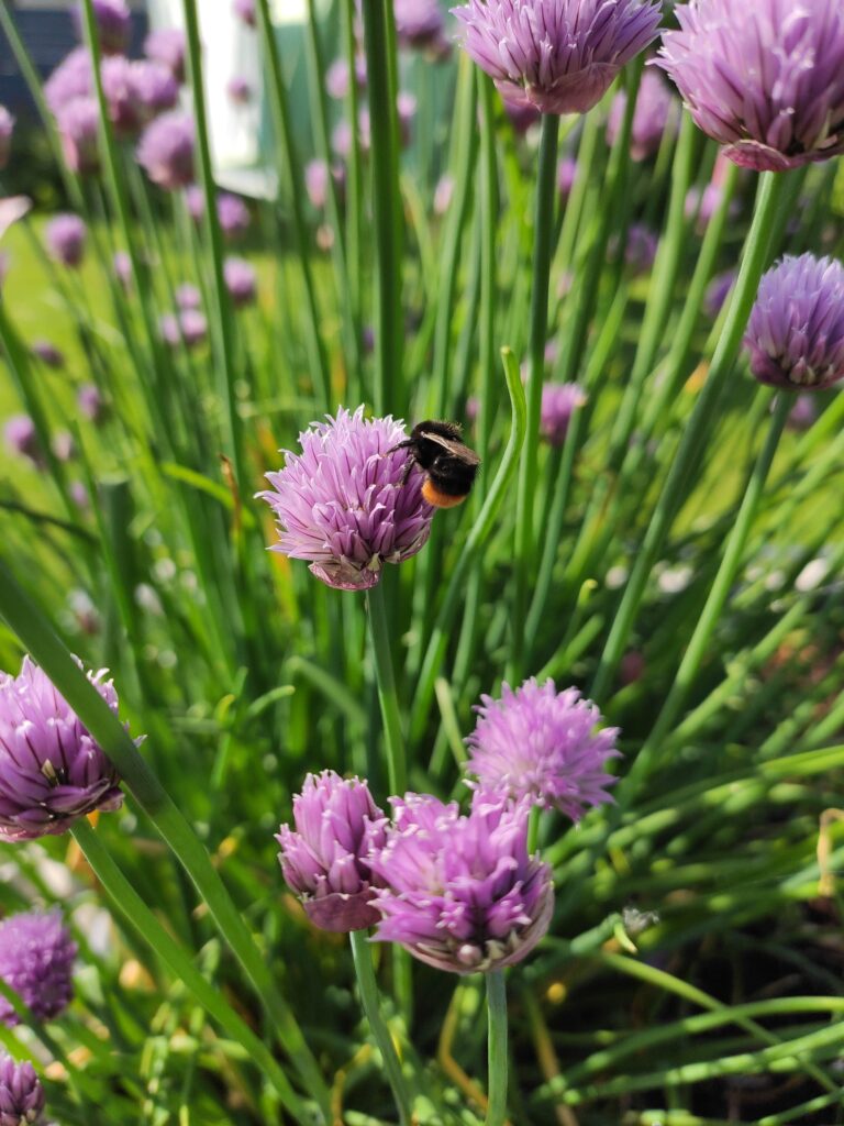 Hummel auf Schnittlauchblüte